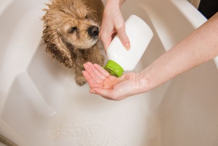 Shampooing pour animaux de compagnie - Privately Brand Pet Shampoo